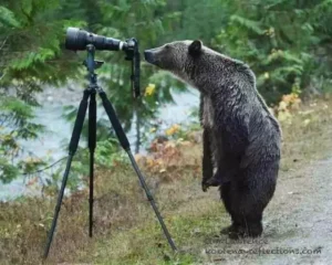 bear-and-camera