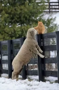 cat-petting-sheep