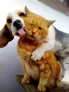 kitten-and-puppy