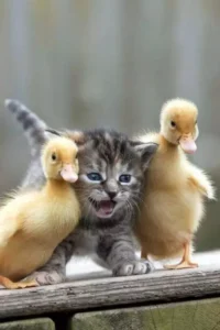 kitty-and-ducklings