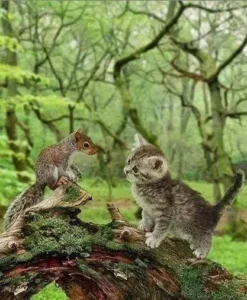 kitty-and-squirrel